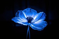 Photography of blue flower light plant inflorescence.