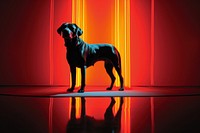 Dog radiant silhouettes and stark contrast animal mammal light.