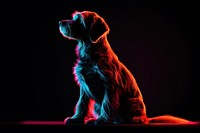 Photography of dog radiant silhouettes animal mammal puppy.