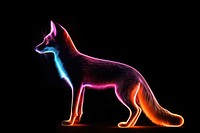 Photography of fox radiant silhouette animal mammal light.