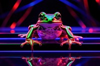 Photography of frog radiant silhouette amphibian wildlife animal.