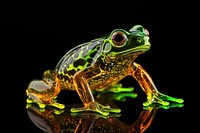 Photography of frog radiant silhouette amphibian wildlife animal.