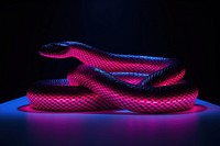 Snake reptile light illuminated.