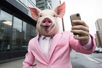 Selfie pig animal mammal selfie.