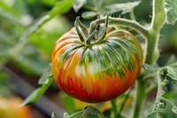 Tomatoes vegetable plant green.