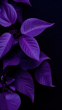 High contrast Botanical purple violet plant.