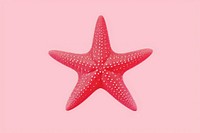 Starfish invertebrate underwater echinoderm.