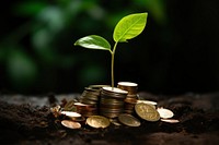 Coins and money growing plant savings banking leaf.