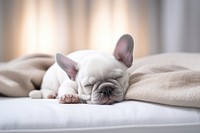 French bulldog sleeping blanket animal mammal.