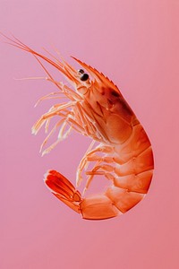 Photo of shrimp lobster seafood animal.