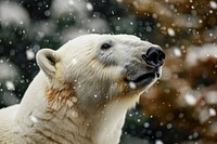 Polar bear wildlife animal mammal.