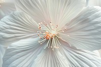 White flowers petal blossom pollen.