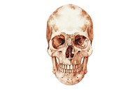 Skull anthropology disguise portrait.