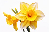 Daffodil blossom flower plant.