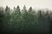 Forest forest tranquility backgrounds.