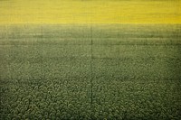 Sunflower Field field backgrounds textured.