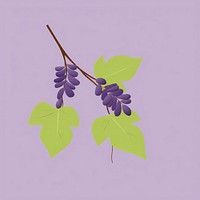 American wisteria flower purple grapes.