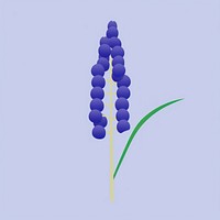 Grape hyacinth grapes plant food.