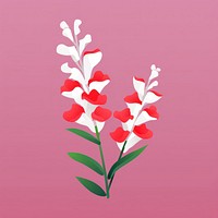 Snapdragons gladiolus blossom flower.