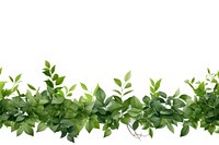 Plant green herbs leaf.