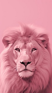 Pink aesthetic lion wallpaper wildlife mammal animal.