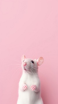 Pink aesthetic rat wallpaper animal mammal rodent.