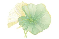 Chinese lotus leaf greenor yellow plant art white background.