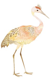Crane chinese stand to animal bird white background.