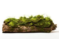 Fresh green moss on rotten trunk plant nature grass.