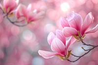 Pink magnolia floral branch nature backgrounds outdoors.