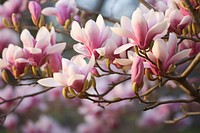 Photo of wild pink magnolia floral nature outdoors blossom.