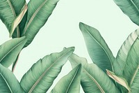 Vintage drawing of banana leaf pattern backgrounds tropics plant.