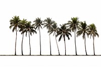 Group coconut tree border outdoors nature plant.