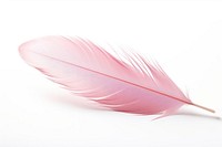 Pastel pink feather plant white background lightweight.