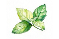 Mint leaf in style pen and ink sketch plant herbs.