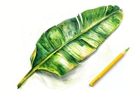 Botanical illustration of a banana leaf plant paper creativity.