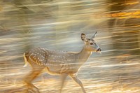 Close-up of Pot deer with speed line effect wildlife animal mammal.