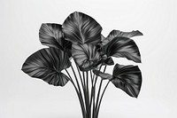 3d render of tropical leave matte black material flower plant illustrated.