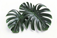 3d render of tropical leave matte black material plant leaf white background.