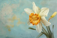 Daffodil painting flower plant.