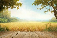 Empty gold rice field stage landscape outdoors nature.