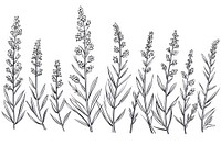 Lavender sketch drawing plant.