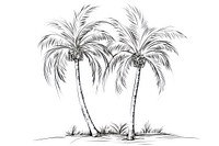 Palm tree outline sketch drawing plant tranquility.