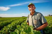 Soybean field agriculture vegetable outdoors.