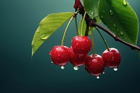 Cherries tree with raining cherry plant fruit.