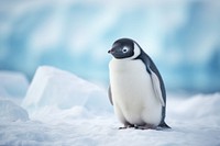 Penguin in Antarctica animal bird wildlife.