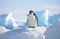 Penguins in Antarctica outdoors nature animal.