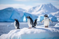 Penguins in Antarctica outdoors nature animal.