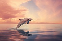 Photography dolphin animal mammal cloud.