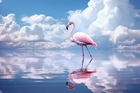 Photography of flamingo animal cloud bird.